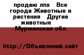 продаю лпх - Все города Животные и растения » Другие животные   . Мурманская обл.